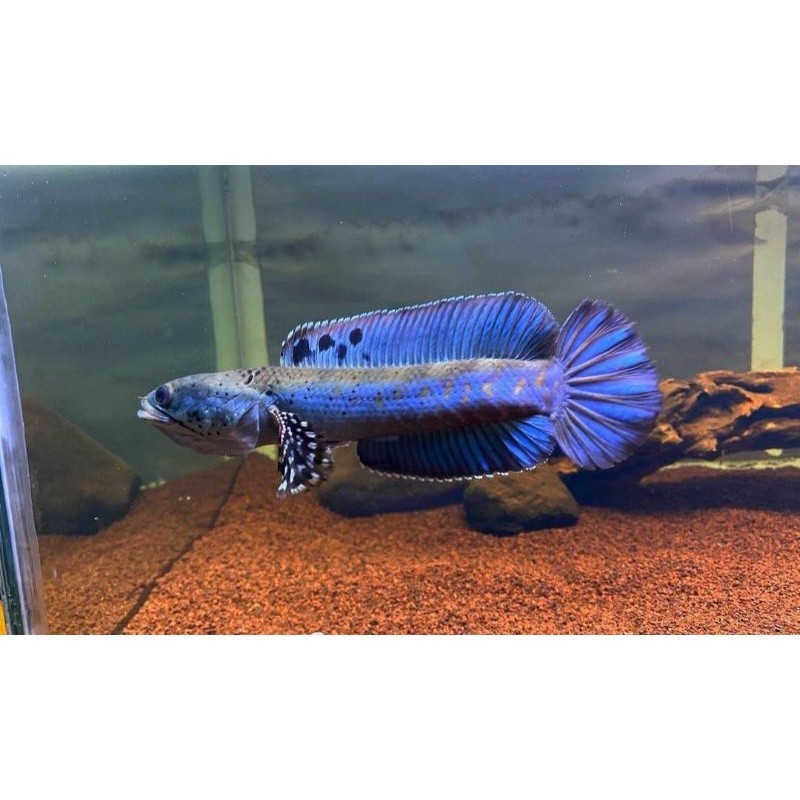 Blue Pulchra 6Cm Up Spot Banyak Top Grade Chana Full Pelet