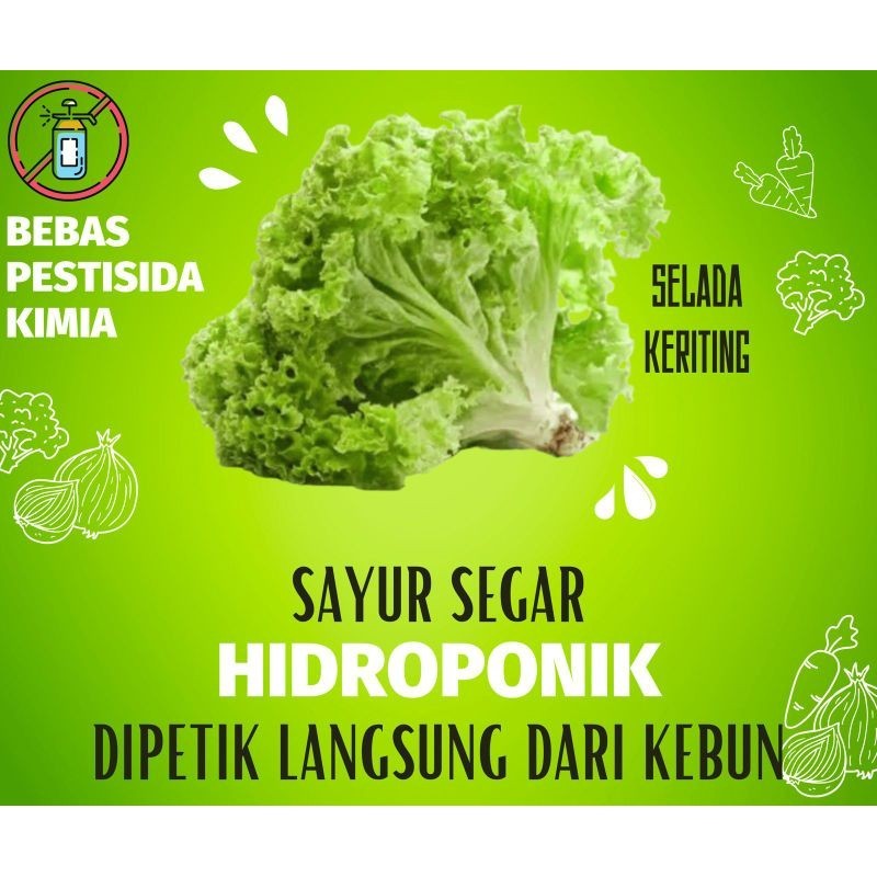 

{ 250 GRAM } ( HIDROPONIK ) SAYUR SEGAR SELADA KERITING FRESH VEGETABLE SALAD LALAP