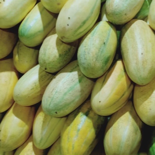 Gratis Bonus - 2 Bibit Benih Buah Timun Mas