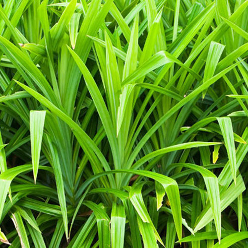 

Seed Entrepreneur Daun Pandan Wangi Kering - 20 Lembar