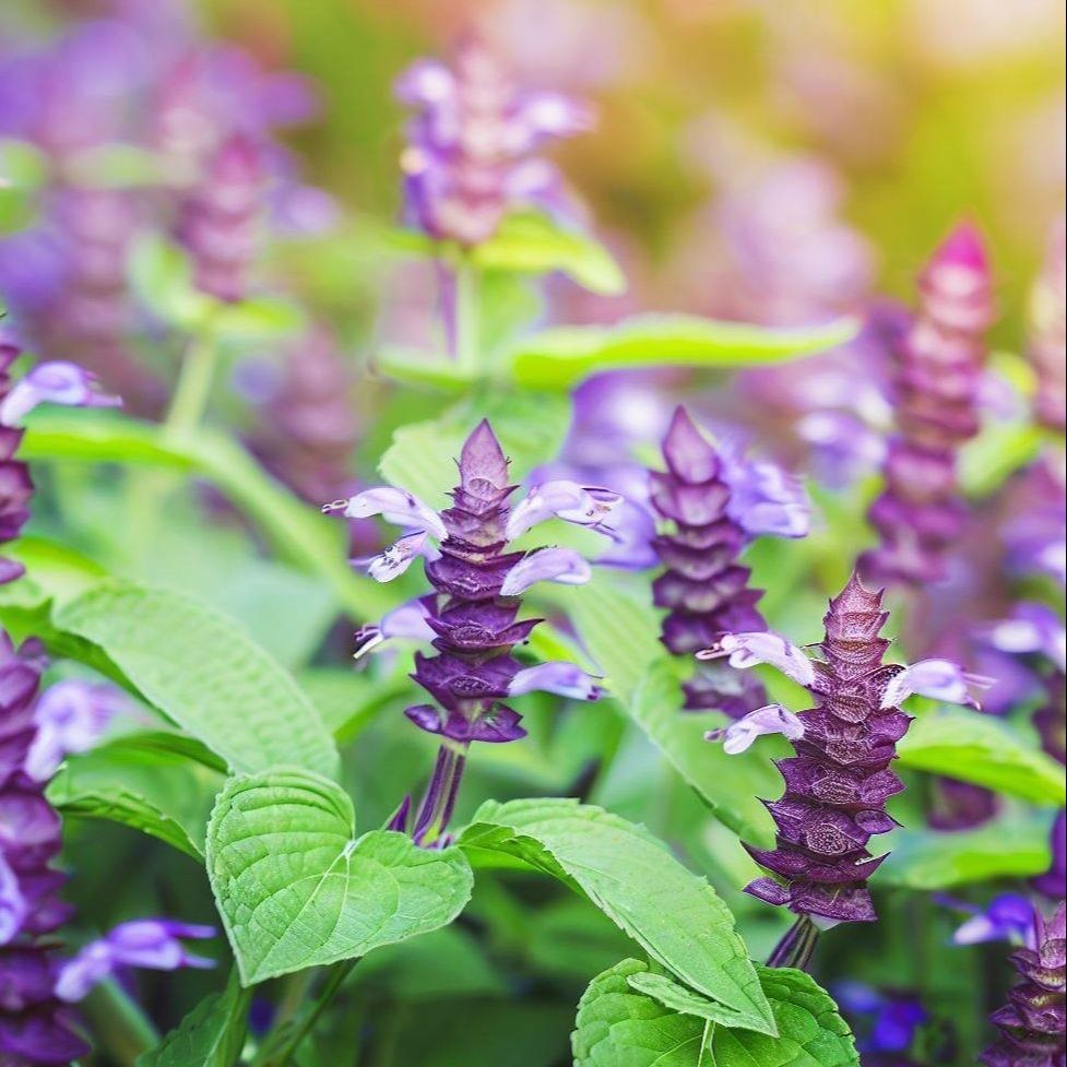 Seed Entrepreneur Bibit Benih Bunga White Salvia Hispanica Chia - 5 Gram