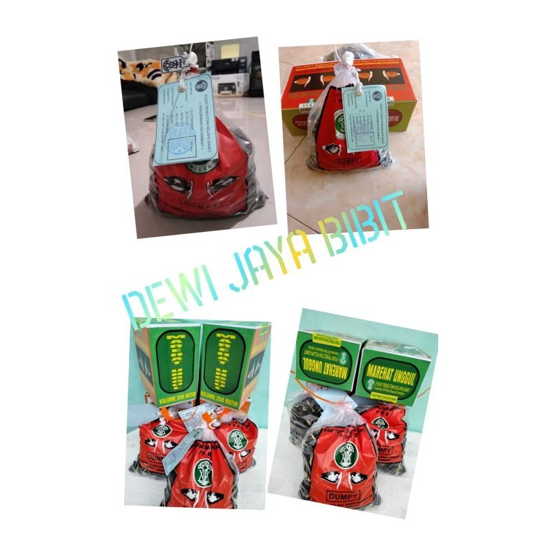 Bibit Kecambah Sawit PPKS DxP Marihat Unggul