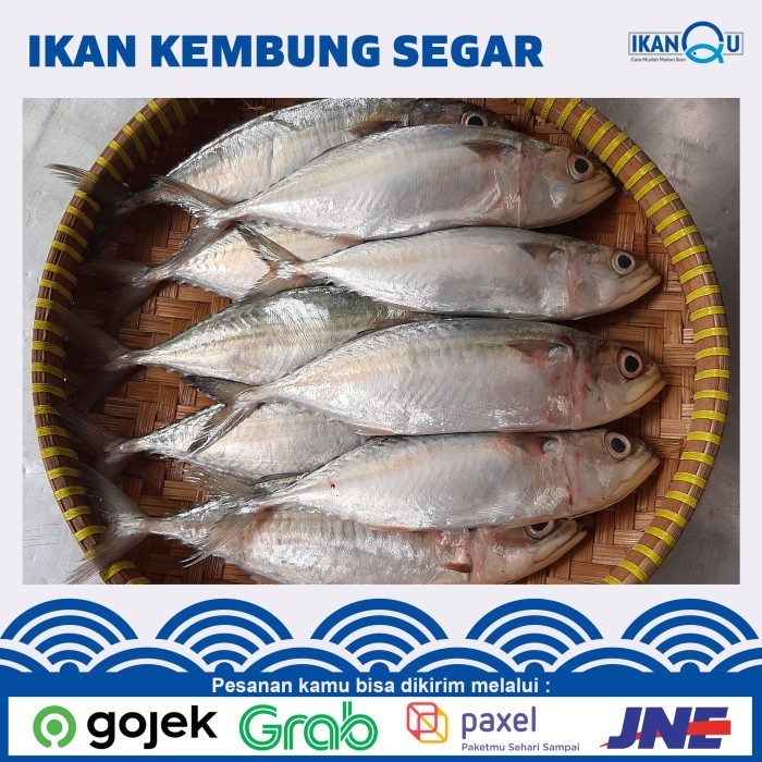

Ayala - Ikan Kembung Banjar Segar/Fresh 1Kg Isi 7-9 Ekor - Ikan Laut Seafood
