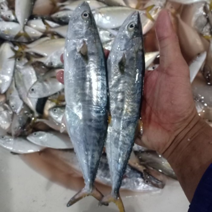 

Ayala - Ikan Tenggiri Kecil Ikan Laut Hasil Laut Seafood Segar 1 Kg