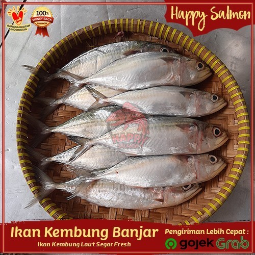 

Ayala - Ikan Kembung Banjar Fresh Ikan Seafood Bersih Sisik & Isi Perut