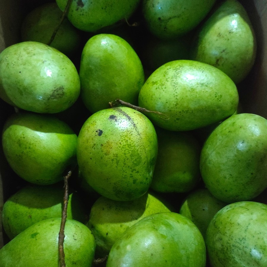 

Mangga Muda 1 Kg