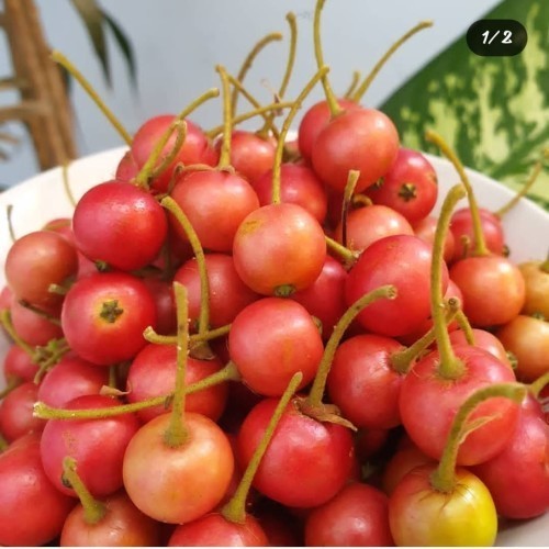 

Seed Center Buah Kersen Herbal Segar (50 Buah)