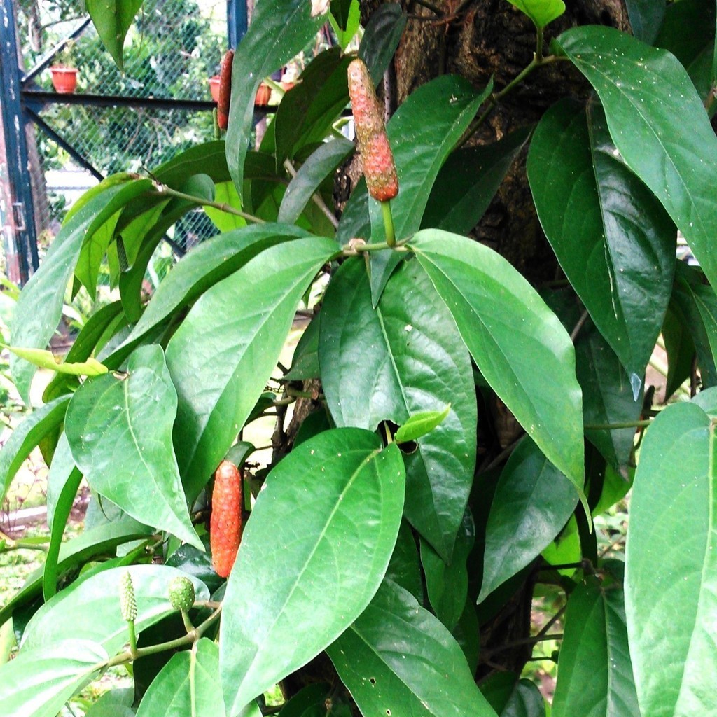 Seed Center Bibit Benih Cabe Jawa (10 Seeds)