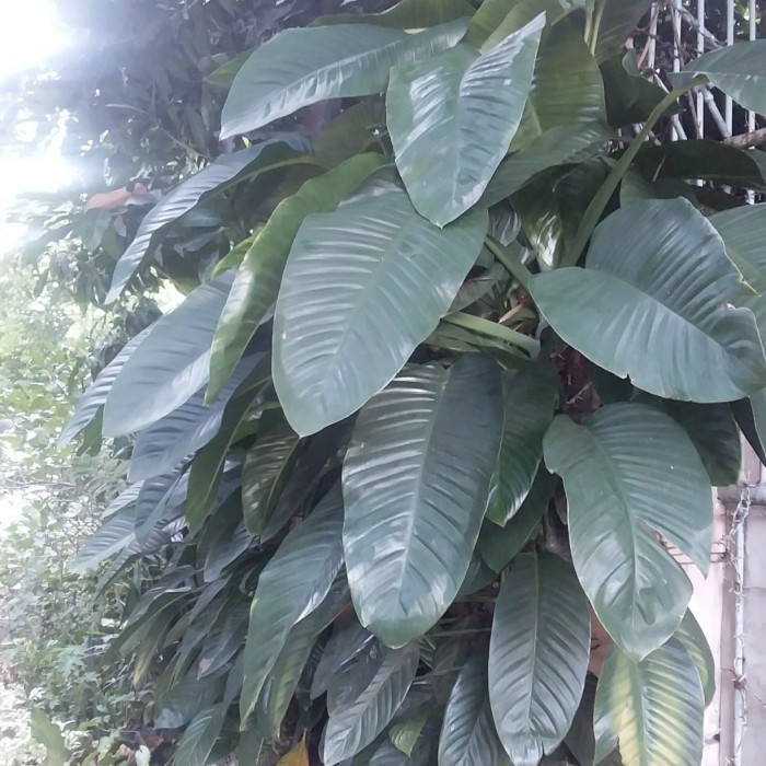 Monstera Rambat