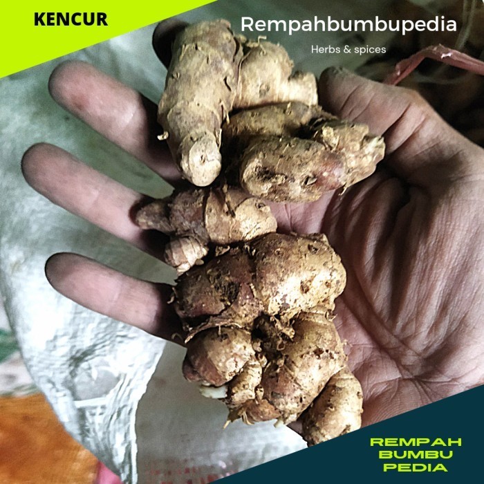 

PV698 kencur 1kg bumbu bahan masakan rempah segar PROMO SPECIAL