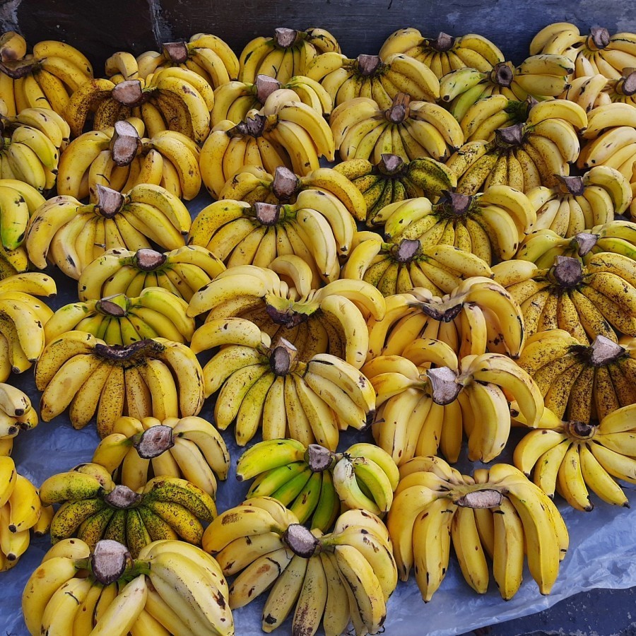 

Raja Cere