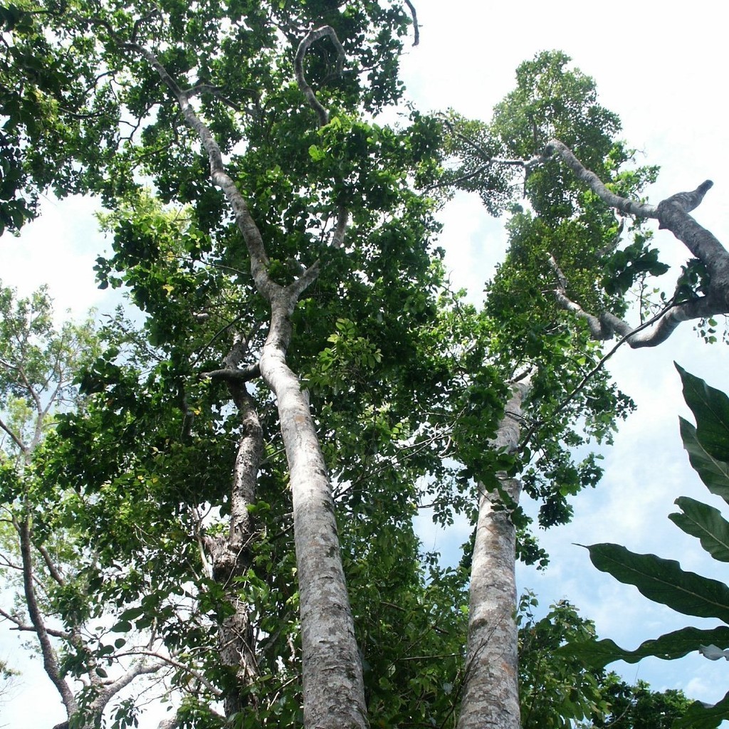 Kedaibenih - Benih Bibit Merbau ~ 5 Gram