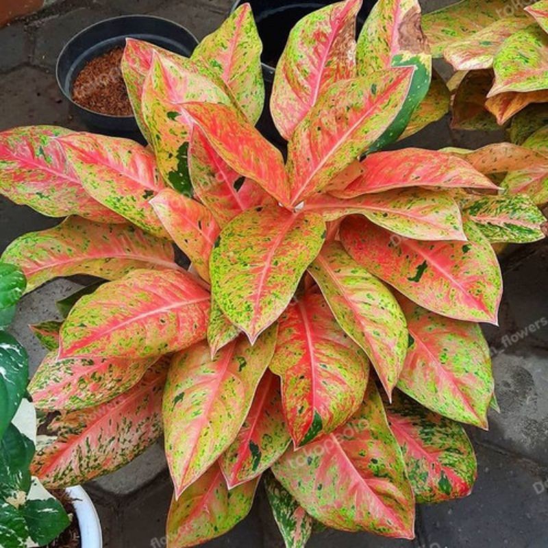 Aglonema Big roy/tanaman hias aglonema/tanaman hias daun merah