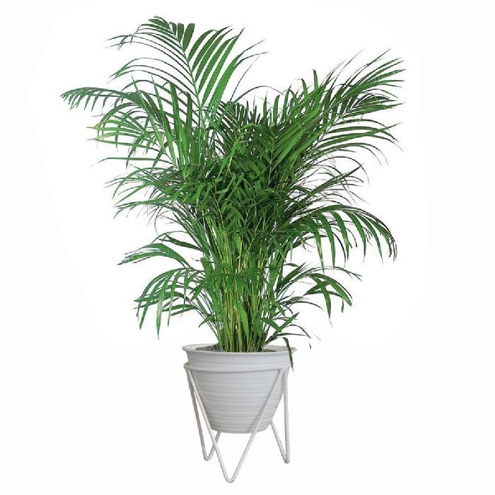 Jirifarm 11660 Standing Pot Penyangga Pot Besi Diameter 17 Cm