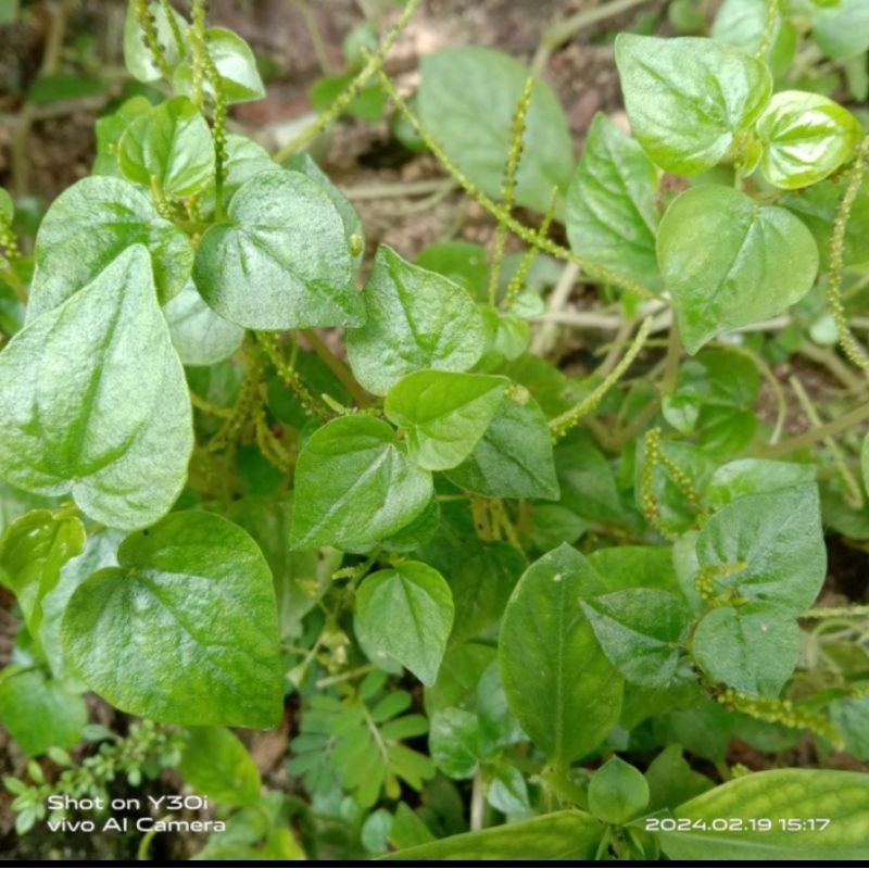 

daun sirih cina segar ambil langsung saat orderan masuk