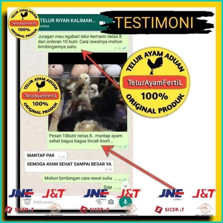 BISMILLAH TELUR AYAM BANGKOK IMPOR ORI F1/ BUKAN TELUR AYAM BIRMA PAKHOY PAMA SAIGON SHAMO DAN AYAM 