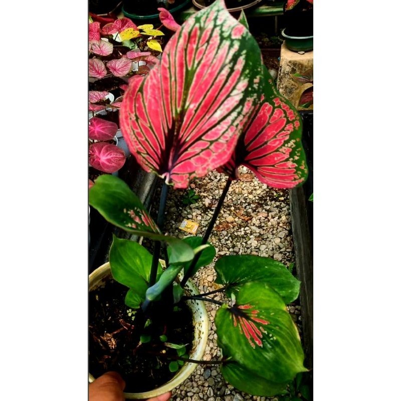 Tanaman Hias Keladi Ganesa Wilis Bunga Hias Keladi Caladium Anakan Murah BUKAN BONGGOL Tanaman Hidup