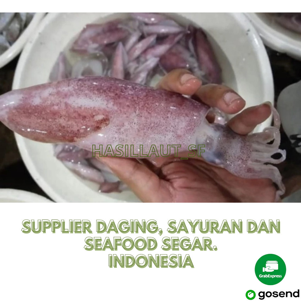 

Cumi Segar ukuran medium +-15cm @1kg