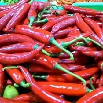 

Cabe Merah Besar 1kg Fresh dari petani lokal kediri Farm