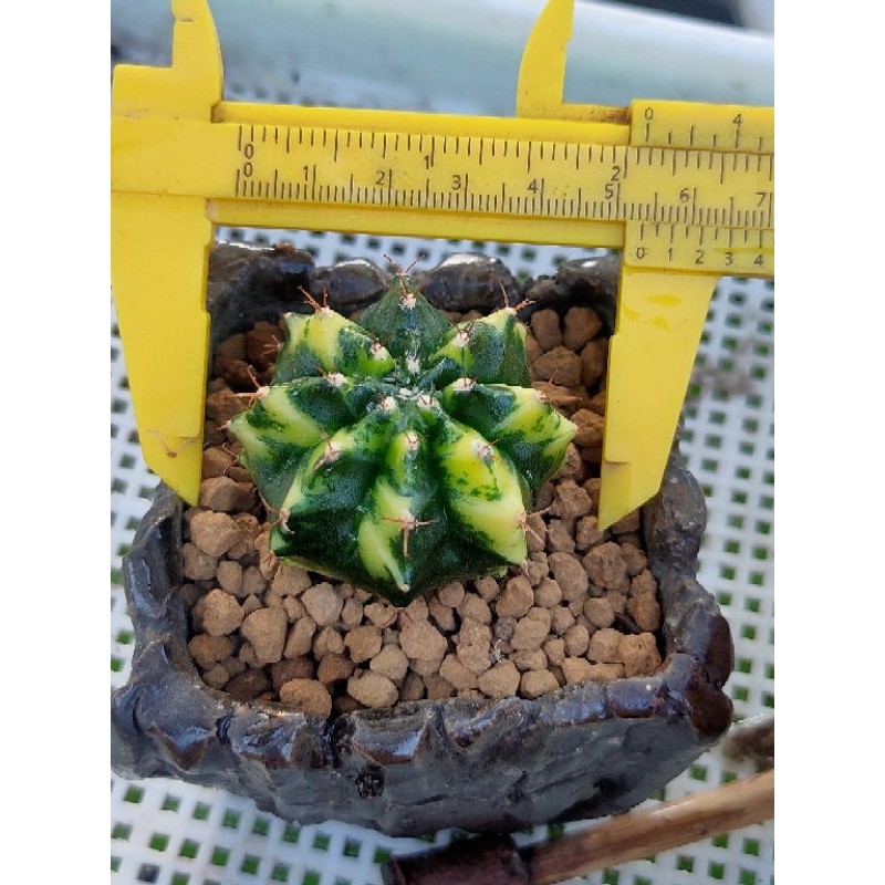 MIHA HYBRIDA VARIGATA OWNROOT//KAKTUS IMPORT//KAKTUS//KAKTUS HIAS//KAKTUS MINI//KAKTUS LUCU//KAKTUS 