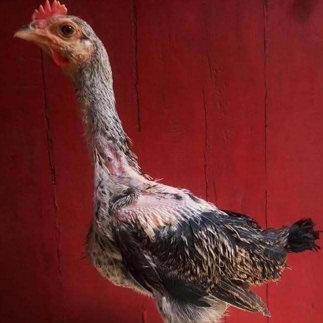 SALE  Anakan Pitik Ayam Pelung Jumbo Asli Original 1 ekor