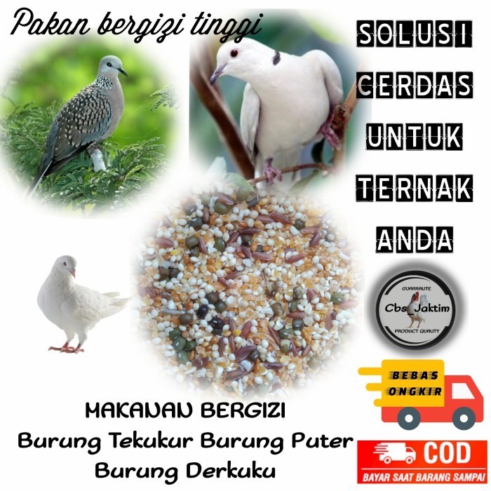 Terlaris Pakan Burung Tekukur/Derkuku/Puter Pelung Bergizi Tinggi