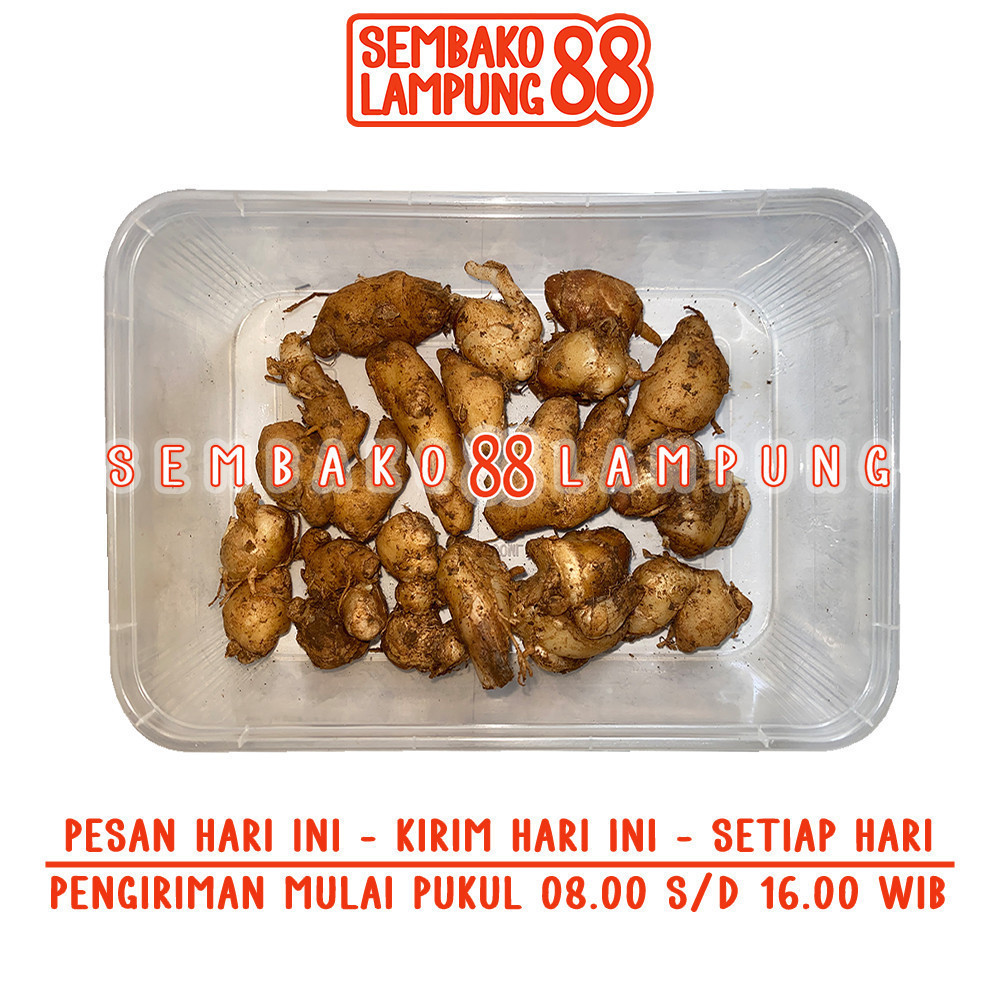 

Kencur Segar 100 Gr | Sembako Lampung 88
