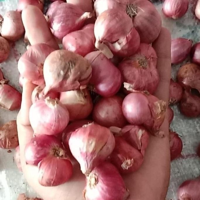 

BERKUALITAS Bawang Merah Sedang 1 Kg Berkwalitas Kering - Shuffel MURAH