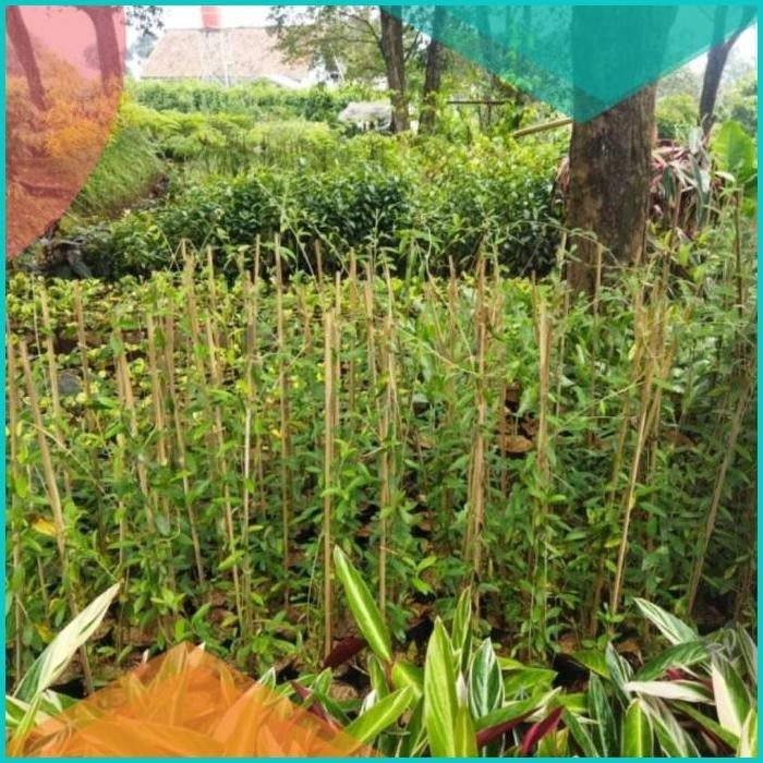 tanaman lee kwan yew/tanaman rambat lee kwan yew/lee kwan yew/likanyu