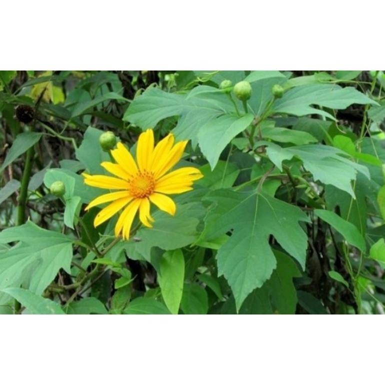 

1KG POWDER BUBUK SERBUK DAUN INSULIN 1 KG DAUN KERING RO20