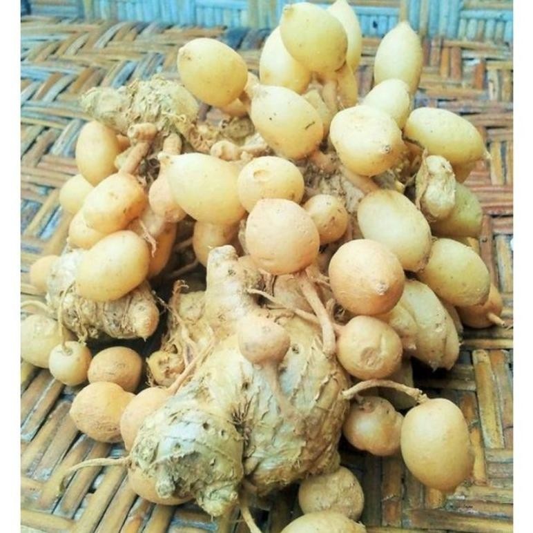 

POWDER SERBUK BUBUK KUNYIT PUTIH ISI 500 GRAM TEMU GOMBYOK KUNCI PEPET RAPET RO18