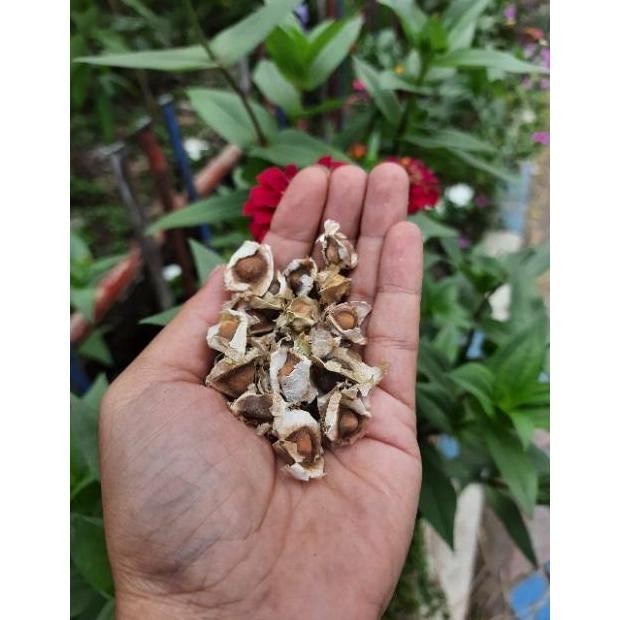 

BIJI KELOR KWALITAS PREMIUM ISI 250 GR MORINGA RO37