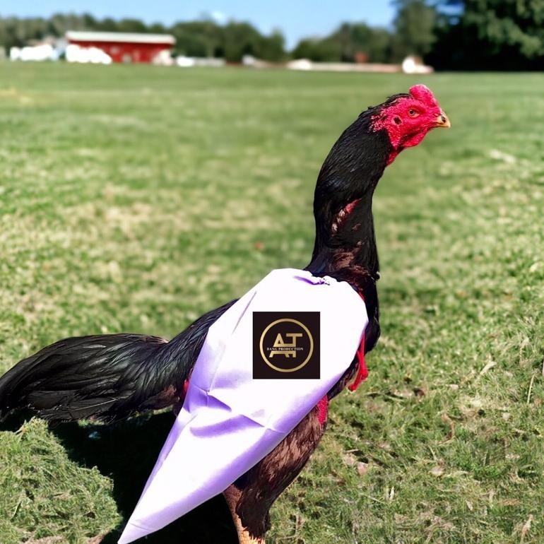 6.6 Bungkus Sarung Sayap Ayam Aduan Anti Air Petarung Ayam Bangkok Birma Ganoi Pakhoe