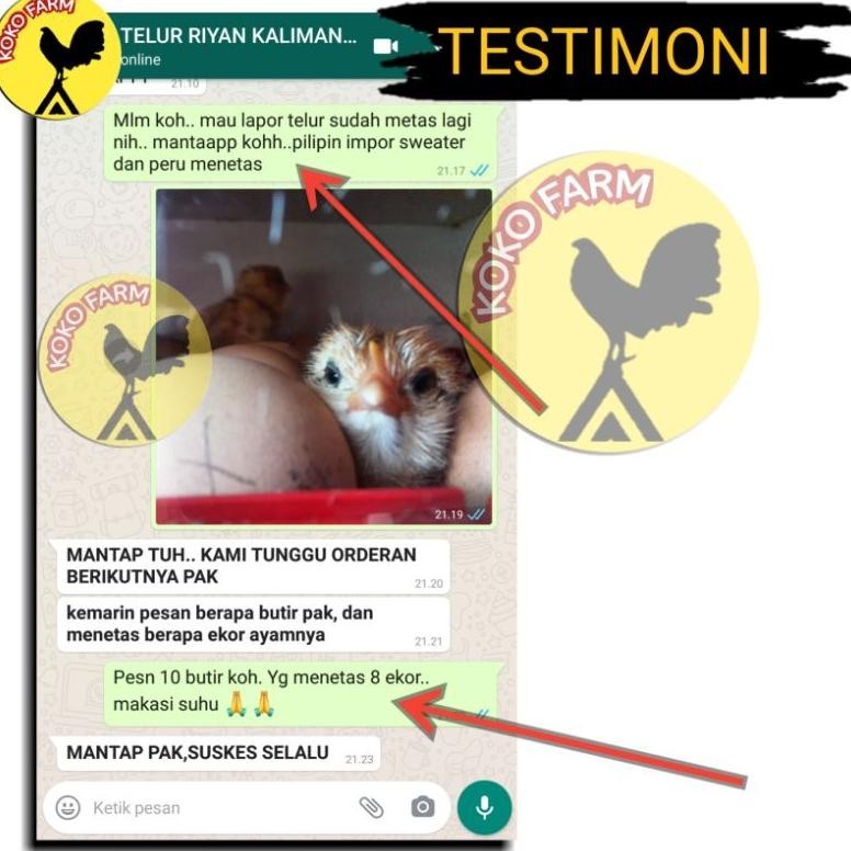 6.6 Telur Tetas Fertil Ayam Aduan Pilipin Philipin Philipine Pure Import / Telur Ayam Laga Jantan Wi