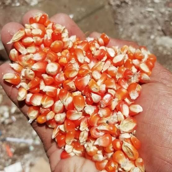 Jagung Kristal 25Kg Jagung Burung Dara Pakan Burung Merpati Karungan