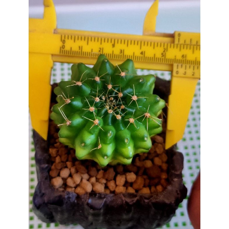 MIHA MARBLE TOWER STARSHAPE//+FREE KAKTUS//KAKTUS//KAKTUS LUCU//KAKTUS MINI//KAKTUS HIASAN//KAKTUS H