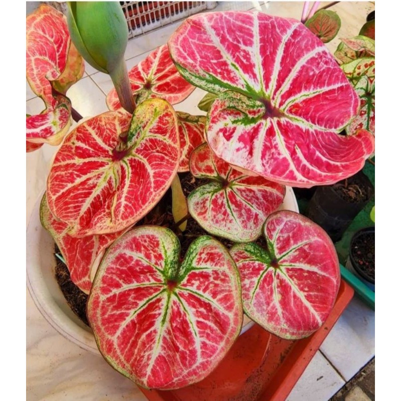 Tanaman Hias Keladi Bigg Boss Bunga Hias Keladi Caladium Anakan Murah BUKAN UMBI Tanaman Hidup Bunga