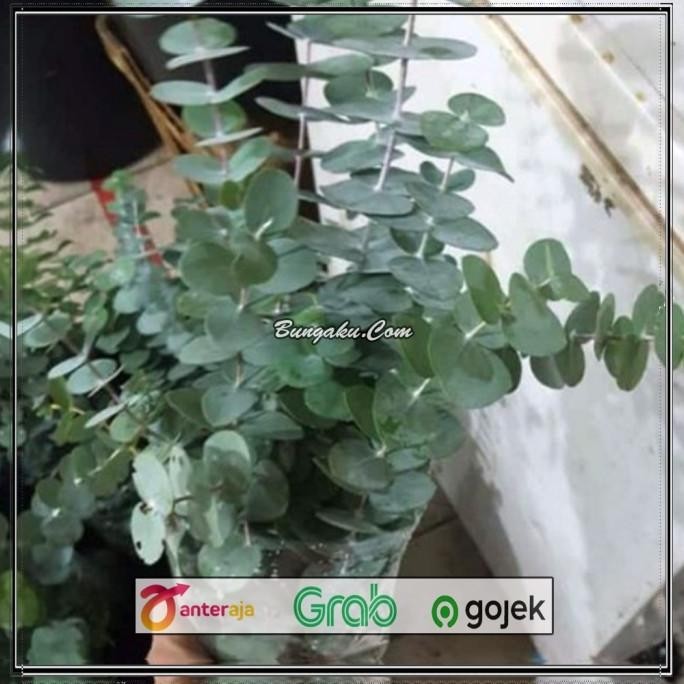 Daun Eucalyptus Segar Silver Dollar Import
