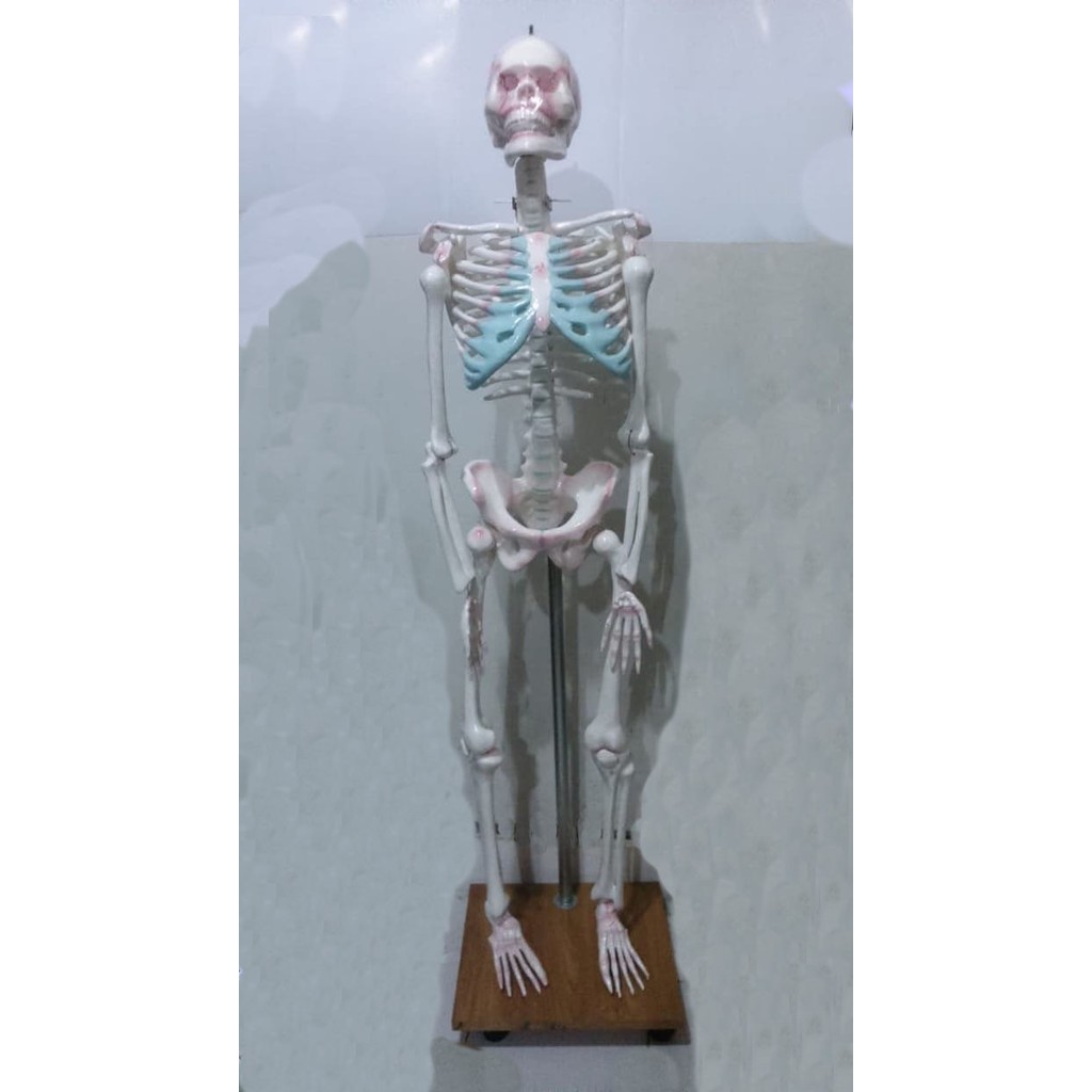 

Alat Peraga Model Kerangka Manusia Desa