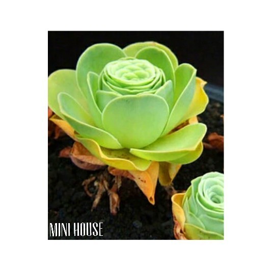 BIJI BIBIT BENIH BUNGA SUKULEN IMPORT