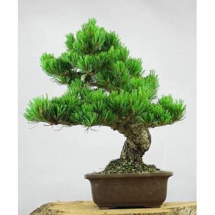 New biji bibit benih bonsai pinus import