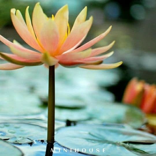 BENIH BIBIT BIJI LOTUS TERATAI AIR IMPORT