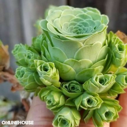 BENIH BIBIT BIJI SUKULEN HIJAU MAWAR