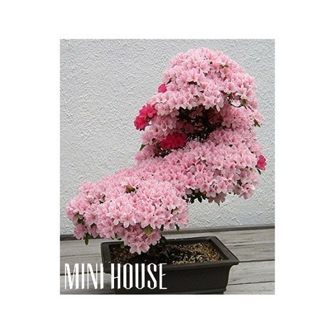 BIBIT BIJI BENIH POHON BONSAI SAKURA