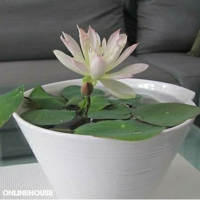 BENIH BIBIT BIJI LOTUS TERATAI POT IMPOR