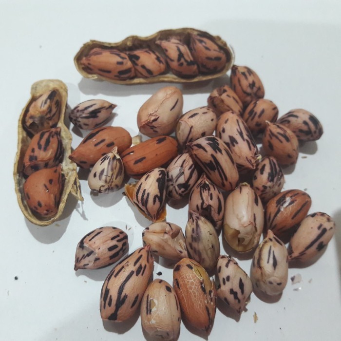 

Merpati Kacang Batik Kawangkoan Besar 800Gr Khas Manado