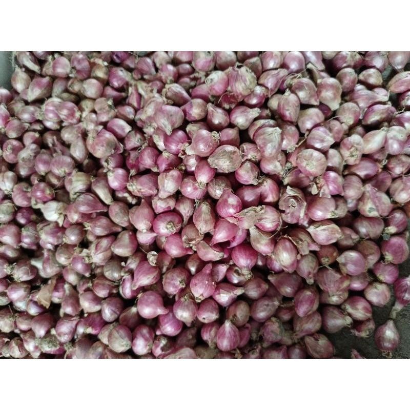 

bawang merah 1 kg campur|bawang merah murah|kualitas|bumbu dapur/asli nganjuk Super Besar Berkualitas
