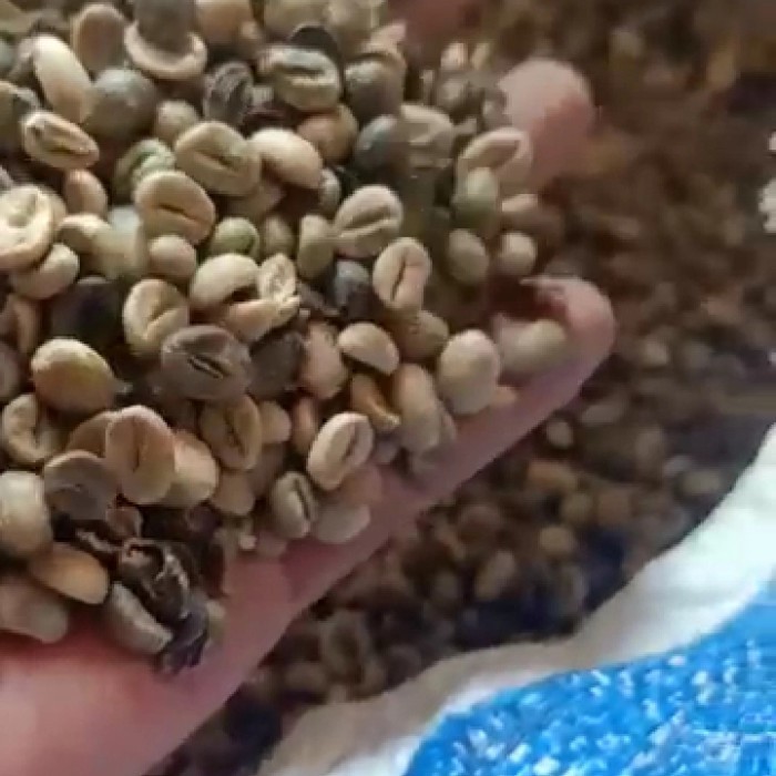 

Ready Robusta grean bean petik campur 1kg