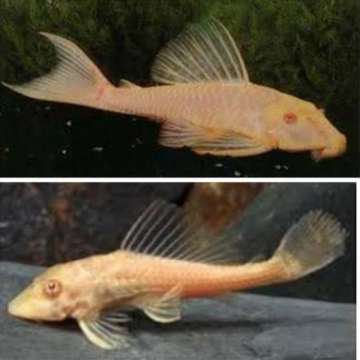 Ikan Hias Sapu Sapu Albino Terbaru