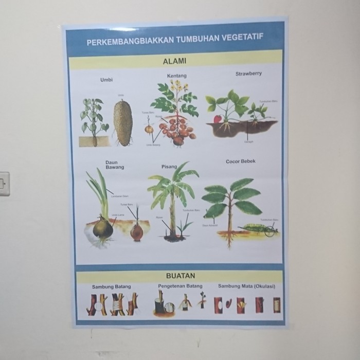 

Poster Perkembang Biakkan Tumbuhan Vegetatif (lembaran) K01